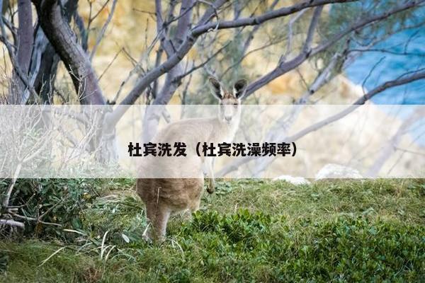 杜宾洗发（杜宾洗澡频率）