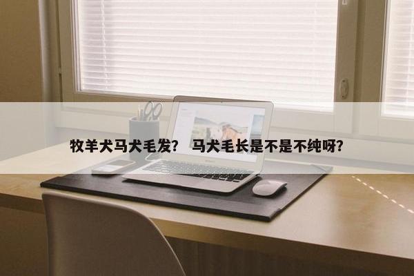 牧羊犬马犬毛发？ 马犬毛长是不是不纯呀？