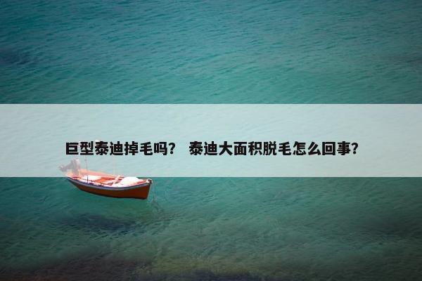 巨型泰迪掉毛吗？ 泰迪大面积脱毛怎么回事？