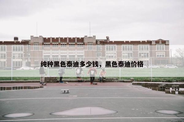 纯种黑色泰迪多少钱，黑色泰迪价格