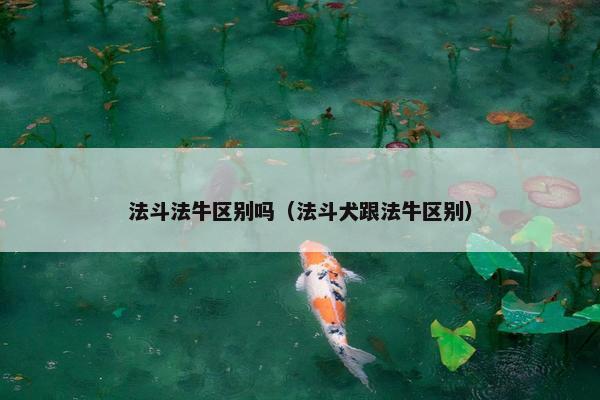 法斗法牛区别吗（法斗犬跟法牛区别）