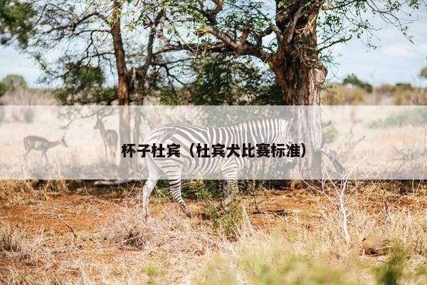 杯子杜宾（杜宾犬比赛标准）