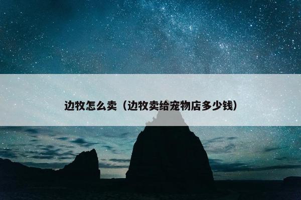 边牧怎么卖（边牧卖给宠物店多少钱）