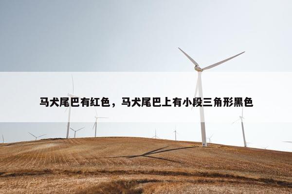马犬尾巴有红色，马犬尾巴上有小段三角形黑色