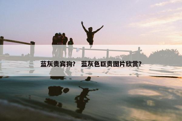 蓝灰贵宾狗？ 蓝灰色巨贵图片欣赏？