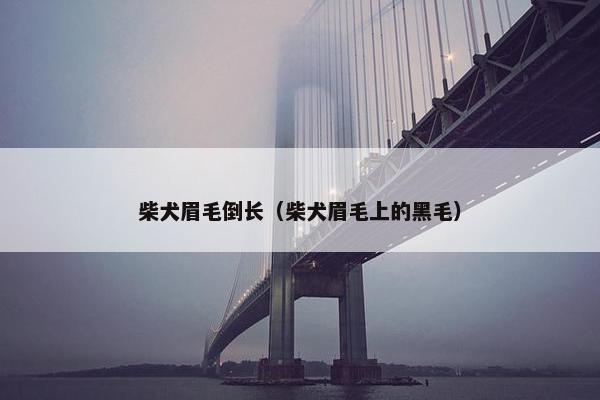 柴犬眉毛倒长（柴犬眉毛上的黑毛）