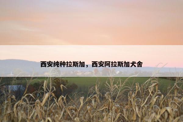 西安纯种拉斯加，西安阿拉斯加犬舍