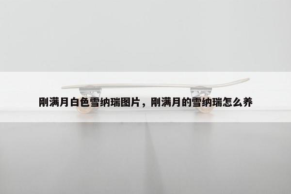 刚满月白色雪纳瑞图片，刚满月的雪纳瑞怎么养