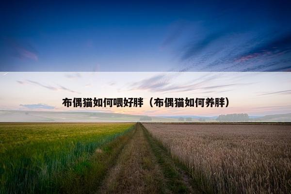 布偶猫如何喂好胖（布偶猫如何养胖）