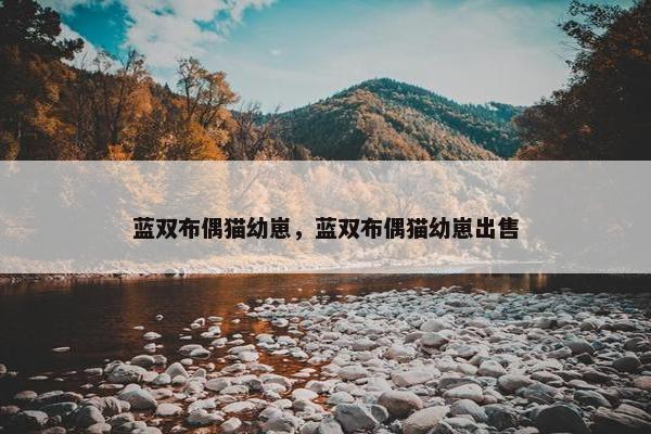 蓝双布偶猫幼崽，蓝双布偶猫幼崽出售
