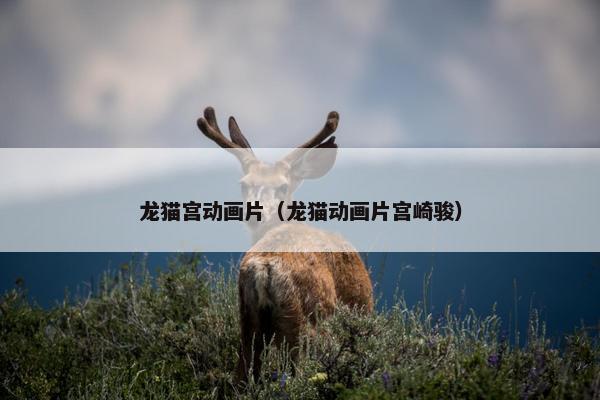 龙猫宫动画片（龙猫动画片宫崎骏）