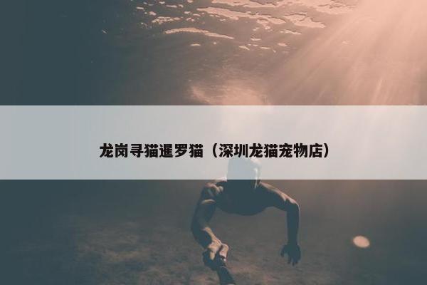 龙岗寻猫暹罗猫（深圳龙猫宠物店）