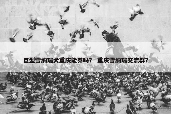 巨型雪纳瑞犬重庆能养吗？ 重庆雪纳瑞交流群？