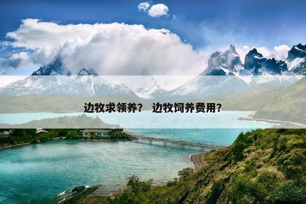 边牧求领养？ 边牧饲养费用？