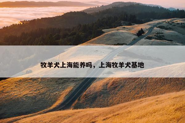 牧羊犬上海能养吗，上海牧羊犬基地