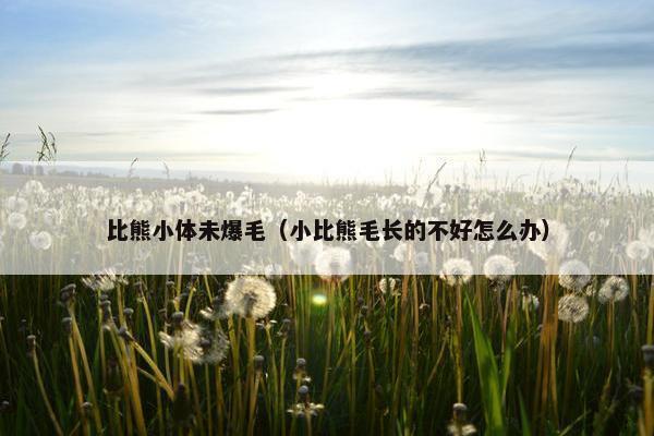 比熊小体未爆毛（小比熊毛长的不好怎么办）