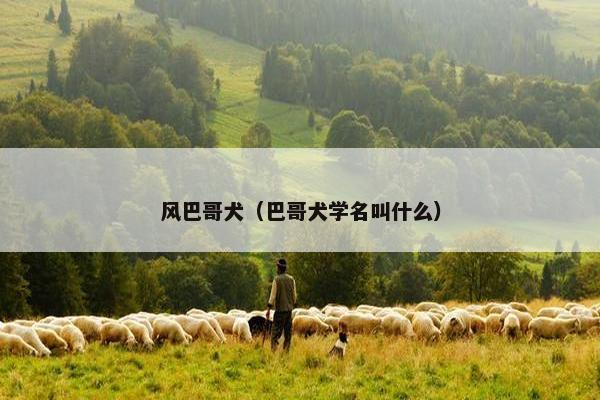 风巴哥犬（巴哥犬学名叫什么）