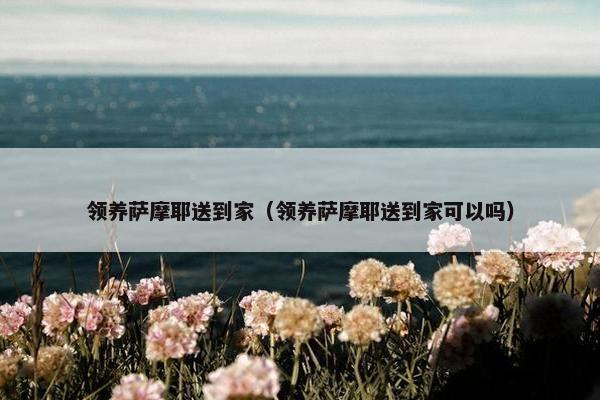 领养萨摩耶送到家（领养萨摩耶送到家可以吗）