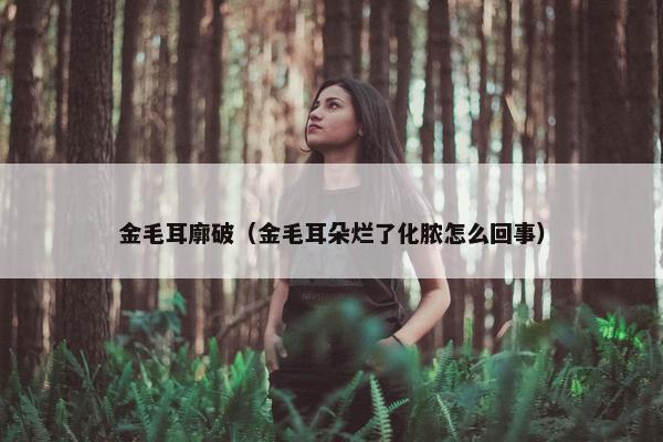 金毛耳廓破（金毛耳朵烂了化脓怎么回事）