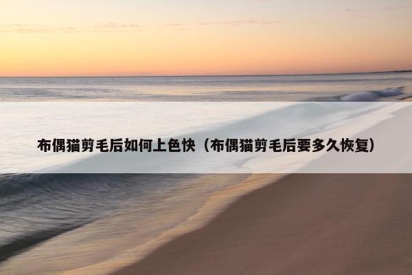 布偶猫剪毛后如何上色快（布偶猫剪毛后要多久恢复）