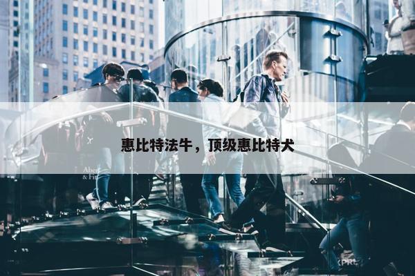 惠比特法牛，顶级惠比特犬