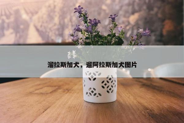 溜拉斯加犬，遛阿拉斯加犬图片