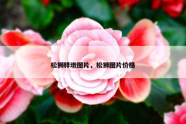 松狮胖墩图片，松狮图片价格