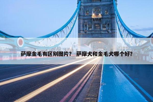 萨摩金毛有区别图片？ 萨摩犬和金毛犬哪个好？