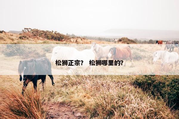 松狮正宗？ 松狮哪里的？