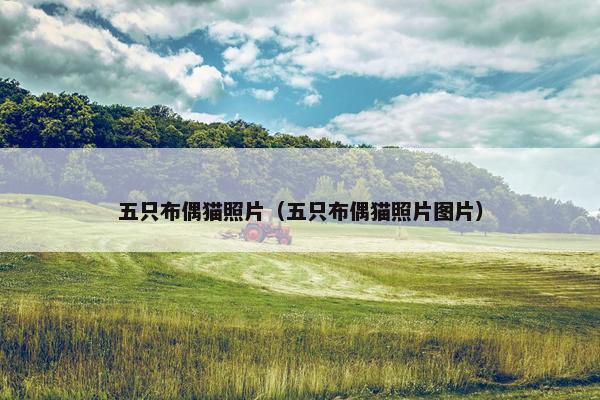 五只布偶猫照片（五只布偶猫照片图片）