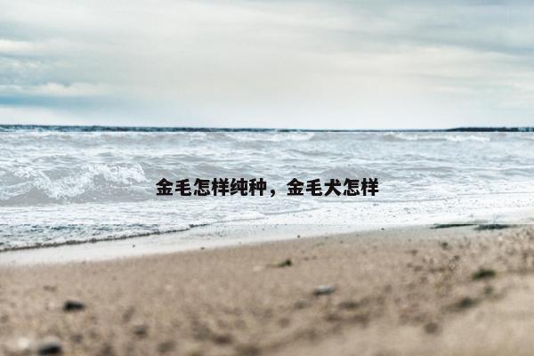 金毛怎样纯种，金毛犬怎样