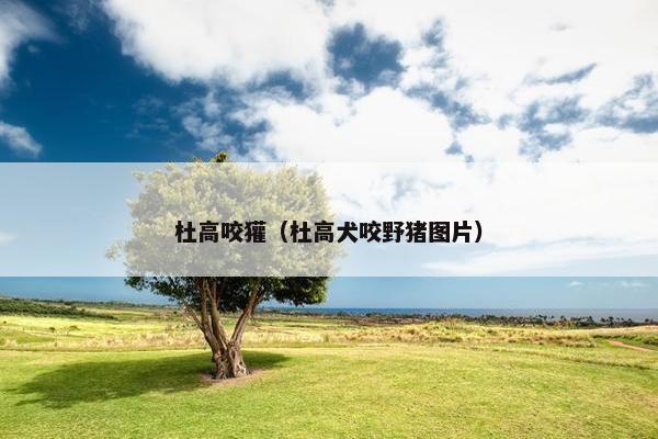 杜高咬獾（杜高犬咬野猪图片）
