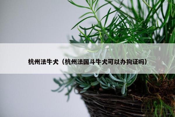 杭州法牛犬（杭州法国斗牛犬可以办狗证吗）