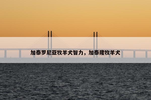 加泰罗尼亚牧羊犬智力，加泰隆牧羊犬