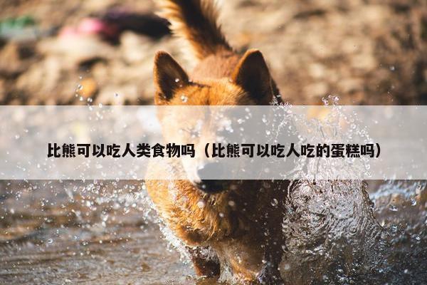 比熊可以吃人类食物吗（比熊可以吃人吃的蛋糕吗）