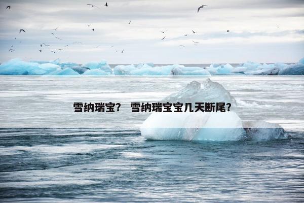 雪纳瑞宝？ 雪纳瑞宝宝几天断尾？