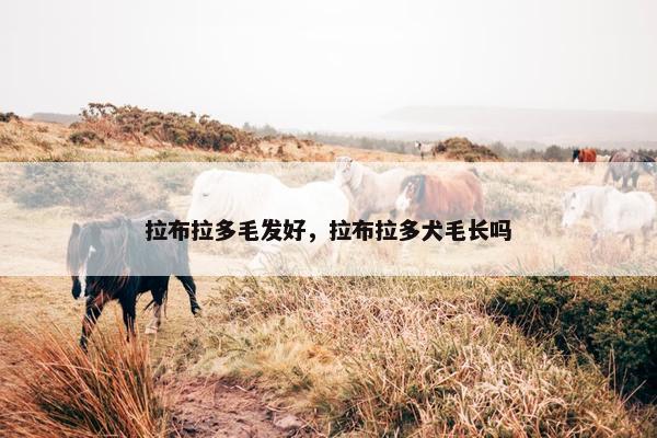 拉布拉多毛发好，拉布拉多犬毛长吗