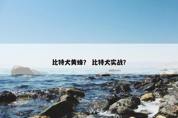 比特犬黄蜂？ 比特犬实战？