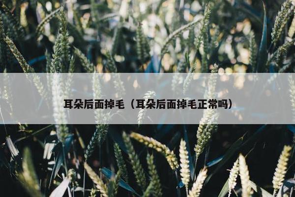 耳朵后面掉毛（耳朵后面掉毛正常吗）