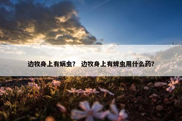 边牧身上有螨虫？ 边牧身上有蜱虫用什么药？