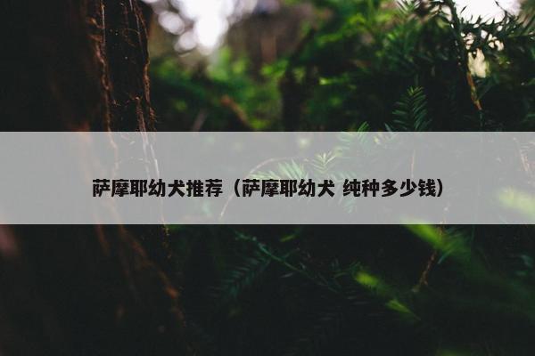 萨摩耶幼犬推荐（萨摩耶幼犬 纯种多少钱）