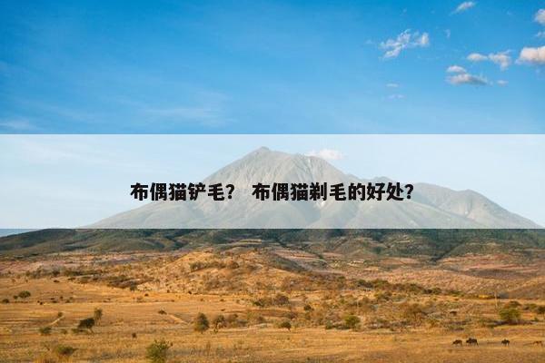布偶猫铲毛？ 布偶猫剃毛的好处？
