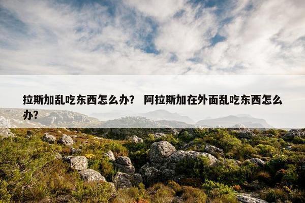 拉斯加乱吃东西怎么办？ 阿拉斯加在外面乱吃东西怎么办？