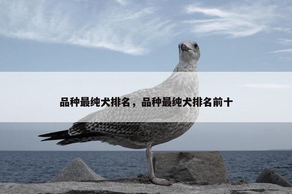 品种最纯犬排名，品种最纯犬排名前十