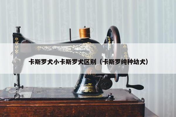 卡斯罗犬小卡斯罗犬区别（卡斯罗纯种幼犬）