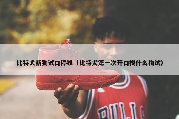 比特犬新狗试口停线（比特犬第一次开口找什么狗试）