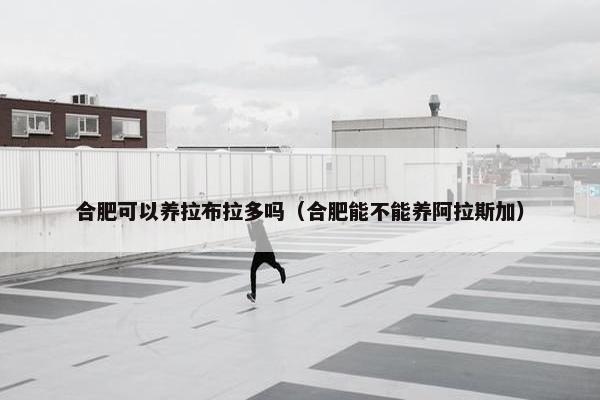 合肥可以养拉布拉多吗（合肥能不能养阿拉斯加）