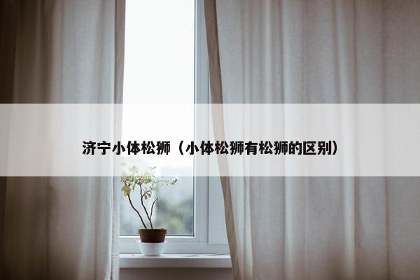 济宁小体松狮（小体松狮有松狮的区别）