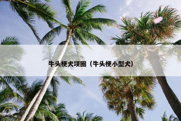 牛头梗犬项圈（牛头梗小型犬）