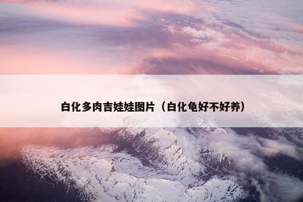 白化多肉吉娃娃图片（白化龟好不好养）